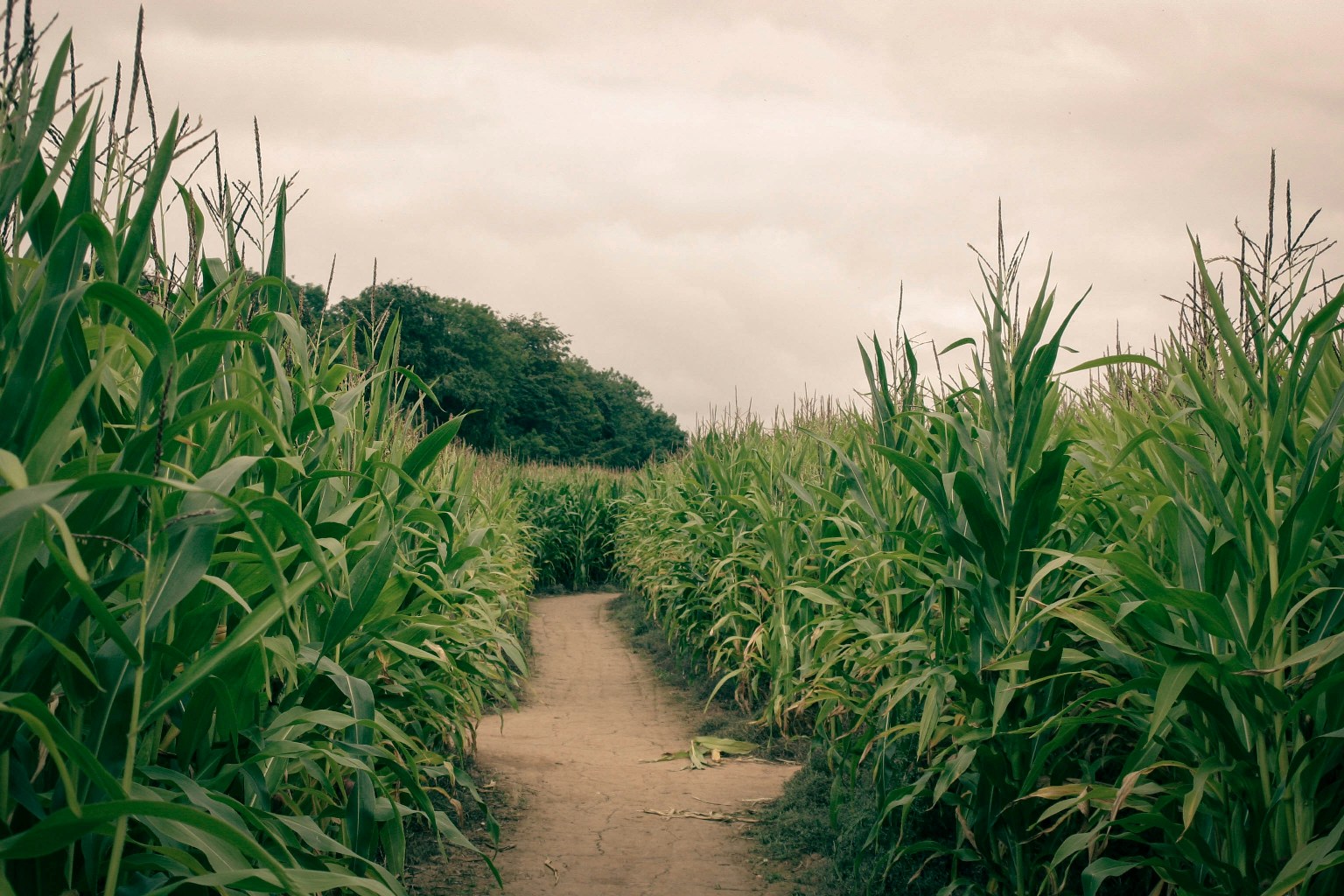 Agriculture,Climate Talk Key Practices By Stakeholders in Various Part Kenya To Enhance Agriculture